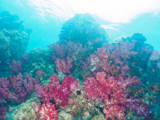 ウミトサカ（ソフトコーラル）が生えるドロップオフのキンギョハナダイ（ハナダイ亜科）、スズメダイ（スズメダイ科）他群れ
英名、学名：
Sea Goldie (Pseudanthias squamipinnis)
Damselfish, Chromis notata, 
Alcyonacea
静岡県伊豆半島賀茂郡南伊豆町中木ヒリゾ浜-2024年
