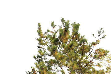 松の木の切り抜き