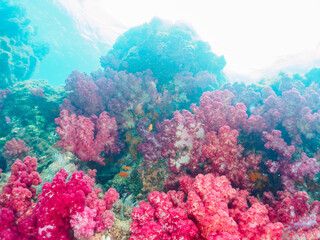 ウミトサカ（ソフトコーラル）が生えるドロップオフのキンギョハナダイ（ハナダイ亜科）、スズメダイ（スズメダイ科）他群れ
英名、学名：
Sea Goldie (Pseudanthias squamipinnis)
Damselfish, Chromis notata, 
Alcyonacea
静岡県伊豆半島賀茂郡南伊豆町中木ヒリゾ浜-2024年
