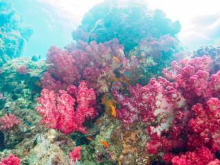 ウミトサカ（ソフトコーラル）が生えるドロップオフのキンギョハナダイ（ハナダイ亜科）、スズメダイ（スズメダイ科）他群れ
英名、学名：
Sea Goldie (Pseudanthias squamipinnis)
Damselfish, Chromis notata, 
Alcyonacea
静岡県伊豆半島賀茂郡南伊豆町中木ヒリゾ浜-2024年
