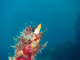 パイプに住む、可愛いミナミギンポ（イソギンポ科）。
英名、学名：Bluestriped fangblenny (Plagiotremus rhinorhynchos)
静岡県伊豆半島賀茂郡南伊豆町中木ヒリゾ浜-2024年
