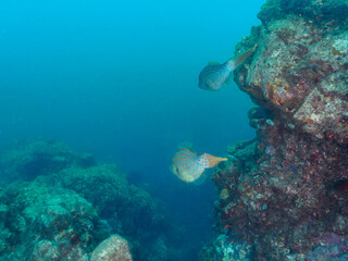 美しいソウシハギ（カワハギ科）他。
英名、学名：Scrawled filefish, Aluterus scriptus
静岡県伊豆半島賀茂郡南伊豆町中木ヒリゾ浜-2024年
