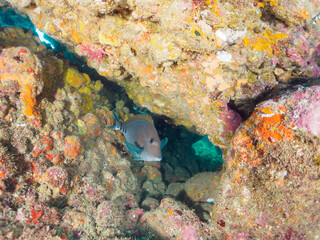 水中洞窟の美しいニザダイ（ニザダイ科）他の群れ。
英名、学名：Sawtail (Prionurus scalprum)
静岡県伊豆半島賀茂郡南伊豆町中木ヒリゾ浜-2024年
