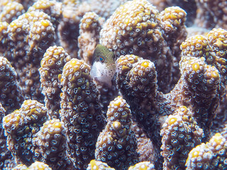 美しいテーブルサンゴとホシゴンベ（ゴンベ科）の幼魚。
英名、学名：Blackside hawkfish (Paracirrhites forsteri)
静岡県伊豆半島賀茂郡南伊豆町中木ヒリゾ浜-2024年
