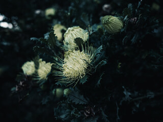 Flowers in the garden