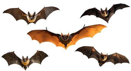 Fototapeta premium Close Up to a set of Bats PNG Mammal black Bats Flying in the air isolated on white and transparent background - Nocturnal Winged Wildlife animals in motion
