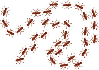 Illustration of a colony of ants marching in different directions on a white background