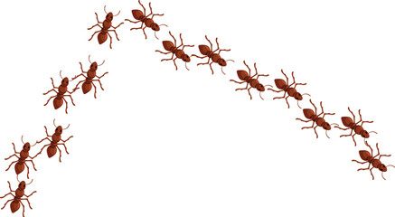 Colony of ants is marching in a line on a white background