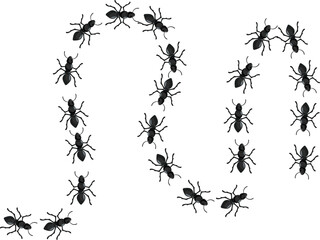 Many black ants are forming the number zero by walking on a white surface