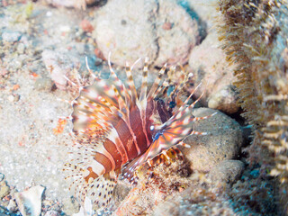 広げた羽根が美しいキリンミノ（フサカサゴ科）の幼魚。
英名、学名：Zebra turkeyfish (Dendrochirus zebra) 

静岡県伊豆半島賀茂郡南伊豆町中木ヒリゾ浜-2024年
