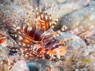 広げた羽根が美しいキリンミノ（フサカサゴ科）の幼魚。
英名、学名：Zebra turkeyfish (Dendrochirus zebra) 

静岡県伊豆半島賀茂郡南伊豆町中木ヒリゾ浜-2024年
