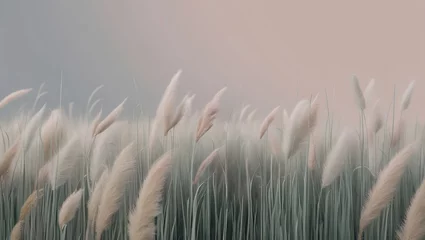 Pampas grass close-up outdoors in the sunlight. Flower of fluffy reed pampas. japandi style decor.