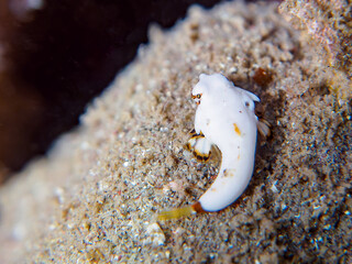 可愛いコウワンテグリ（ネズッポ科）の幼魚他。
英名、学名：Ocellated dragonet, Neosynchiropus ocellatus
白くて可愛い。
静岡県伊豆半島賀茂郡南伊豆町中木ヒリゾ浜-2024年
