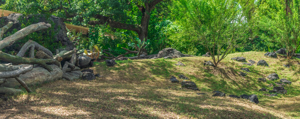 In the Galápagos turtle area, time seems to slow, as the ancient creatures move at their own deliberate pace, Houston Zoo, Houston, Texas, United States of America