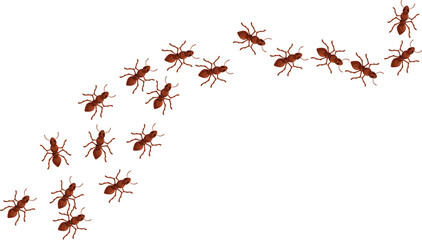 Colony of ants is following a trail on a white background