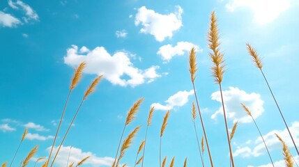 Obraz premium Golden Wheat Field Under Bright Blue Sky with Fluffy Clouds