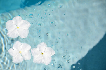 floating white flowers