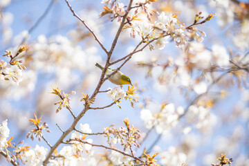 青空に映える満開の桜の花に囲まれたメジロ