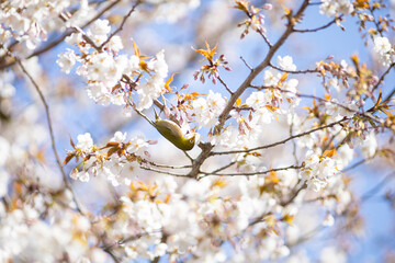 青空に映える満開の桜の花に囲まれたメジロ