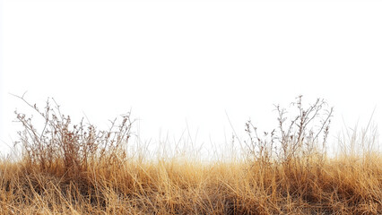 Fototapeta premium Rustic Isolation: Dry Grass Field on White Background with Deep Focus