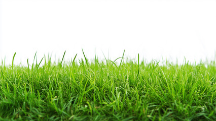 Obraz premium Vibrant Green Strip: Lush, Evenly Trimmed Grass on White Background