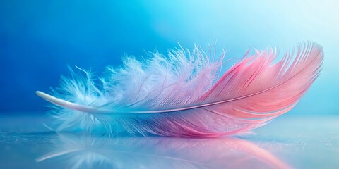 Obraz premium A delicate pink and blue feather on a soft pink surface against a serene blue background