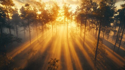 Sunlight piercing through morning fog in a forest.