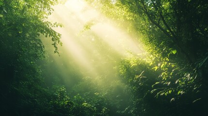 Obraz premium A high-resolution background image of a lush green forest, with sunlight filtering through the trees.