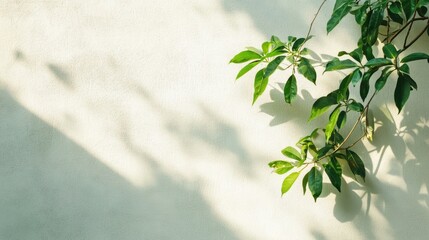 Obraz premium A white wall is bathed in sunlight, showcasing intricate leaf shadows that create a peaceful and natural ambiance