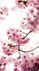 Fototapeta premium Cherry blossom branches with fully bloomed flowers, celebrating the beauty of springtime and nature.