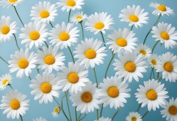 White daisy flowers on a light blue backgroun