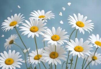 Obraz premium White daisy flowers on a light blue backgroun