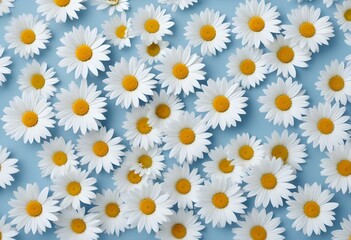 White daisy flowers on a light blue backgroun
