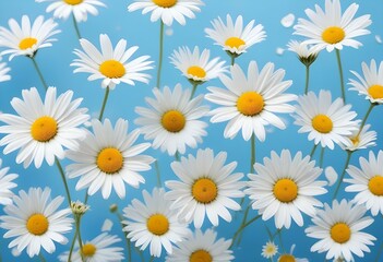White daisy flowers on a light blue backgroun