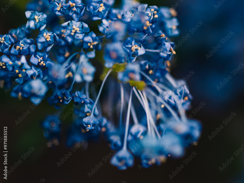 Sticker Blue flowers in the garden