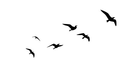  Birds flock Flying in the Sky - transparent background editable