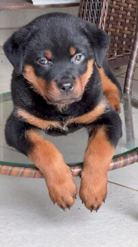 Adorable Rottweiler puppy sitting, happy, resting.