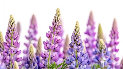 Obraz premium Purple lupine flowers isolated on white background Bunch of colorful lupines spring flower : Generative AI