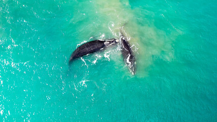 Obraz premium Groups of whales on the beaches of Mar del Plata, Argentina.