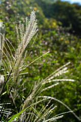 鎌倉249　浄智寺18　すすき