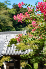 鎌倉249　浄光明寺9　百日紅、