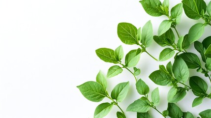 Closeup of Gima Shak or Indian Chickweed Leaves Isolated on White Background with Copy Space Also Known as Glinus Oppositifolius Maitakaduri Shak Bitte Cumin or Dime Shak : Generative AI