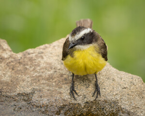 Fototapeta premium Myiozetetes cayanensisSuelda