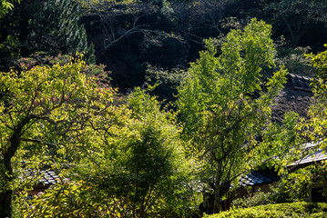 鎌倉249　浄智寺3　晩夏