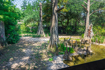 A zoo's environment is more than just a habitat; it’s a sanctuary for creatures big and small, Houston Zoo, Houston, Texas, United States of America
