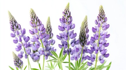 Naklejka premium Purple lupine flowers isolated on white background Bunch of colorful lupines spring flower : Generative AI