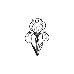 Iris Flower Illustration - Linear Botanical Vector on White.