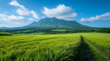 Fototapeta premium The green barley fields and farm road of Gapado And Mt Halla and Mt Sanbang in Jeju island South Korea : Generative AI