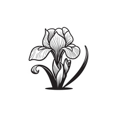 Linear Iris Flower Art - Detailed Botanical Vector on White.