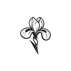 Linear Iris Flower Art - Detailed Botanical Vector on White.